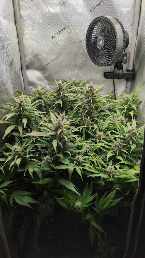 Papaya Cookies Auto. Week 8 - 06.02. Tag 56