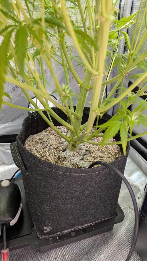 Papaya Cookies Auto. Week 9 - 07.02. Tag 57