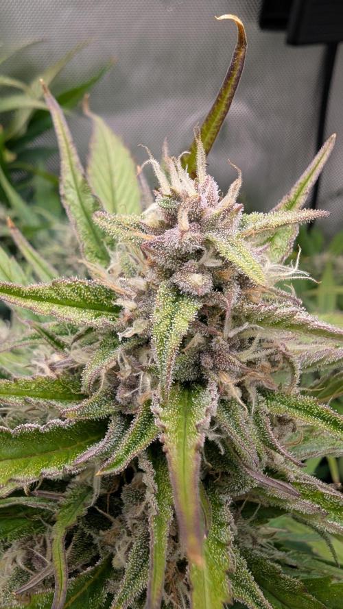 Papaya Cookies Auto. Week 9 - 07.02. Tag 57