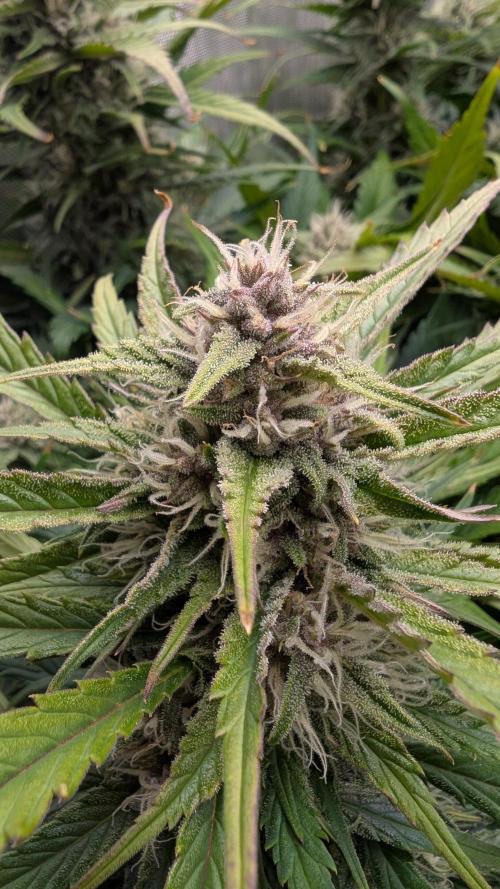 Papaya Cookies Auto. Week 9 - 07.02. Tag 57