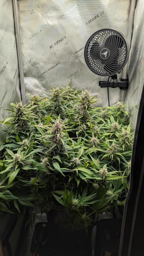 Papaya Cookies Auto. Week 9 - 07.02. Tag 57