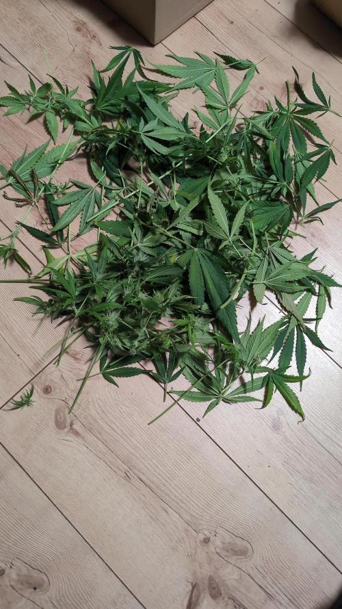 Papaya Cookies Auto. Week 9 - 10.02. Defoliation