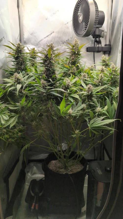 Papaya Cookies Auto. Week 9 - 10.02. Tag 60