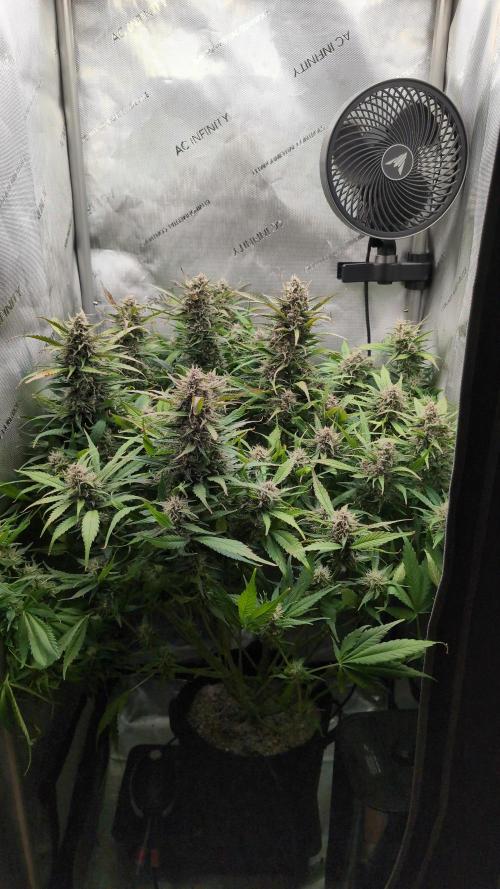 Papaya Cookies Auto. Week 9 - 10.02. Tag 60