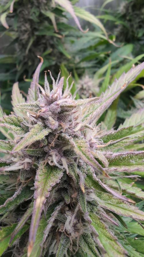 Papaya Cookies Auto. Week 9 - 10.02. Tag 60