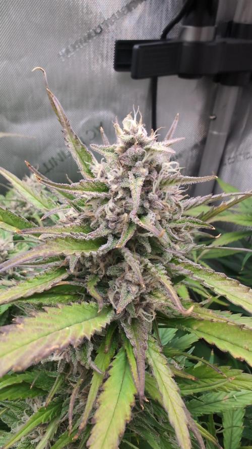 Papaya Cookies Auto. Week 9 - 10.02. Tag 60 Main Bud 