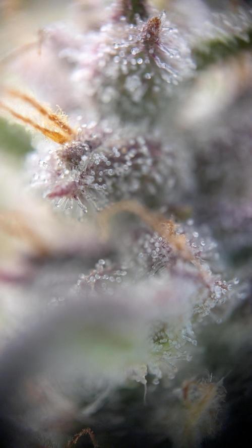 Papaya Cookies Auto. Week 10 - 14.02. Tag 64