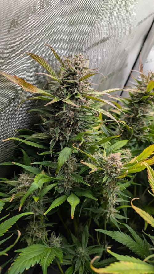 Papaya Cookies Auto. Week 10 - 14.02. Tag 64