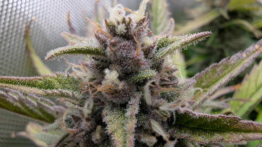 Papaya Cookies Auto. Week 10 - 14.02. Tag 64