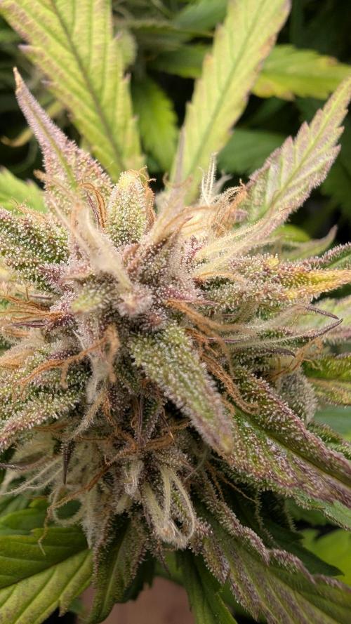 Papaya Cookies Auto. Week 10 - 14.02. Tag 64