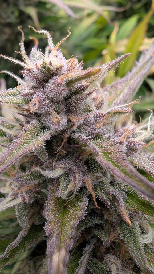 Papaya Cookies Auto. Week 10 - 14.02. Tag 64