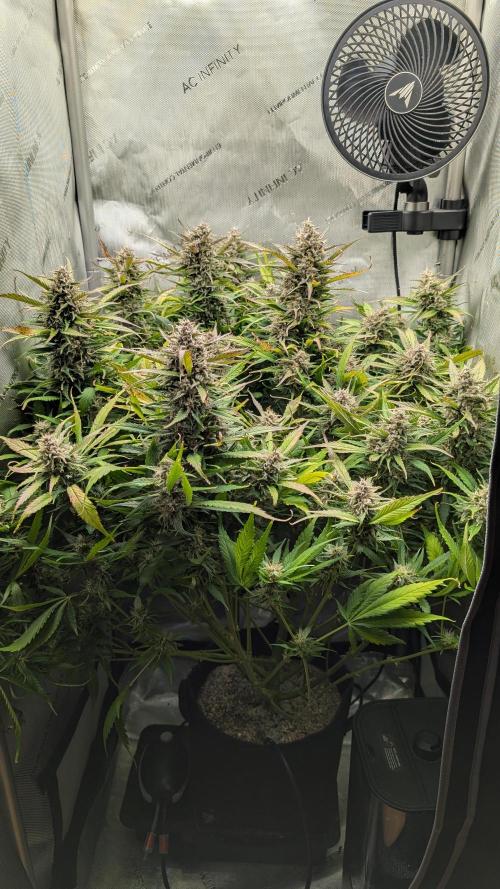 Papaya Cookies Auto. Week 10 - 14.02. Tag 64