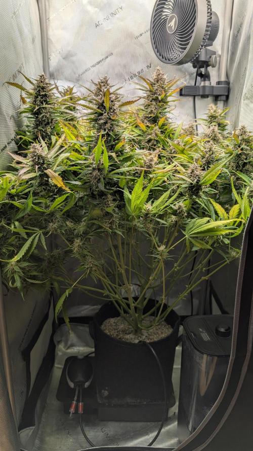 Papaya Cookies Auto. Week 10 - 18.02. Tag 68