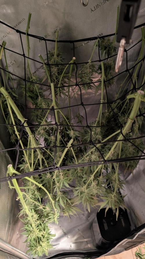 Papaya Cookies Auto. Week 11