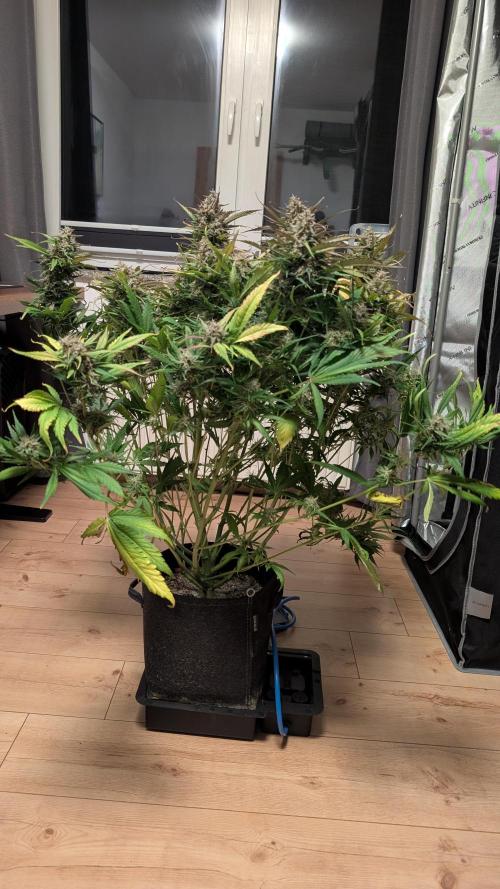 Papaya Cookies Auto. Week 11