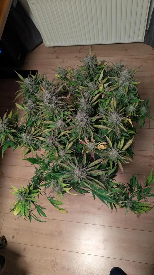 Papaya Cookies Auto. Week 11