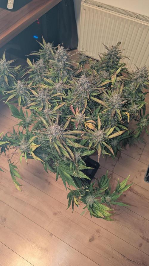 Papaya Cookies Auto. Week 11