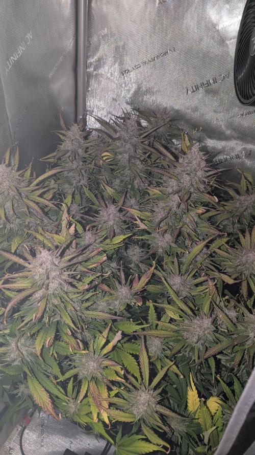 Papaya Cookies Auto. Week 11