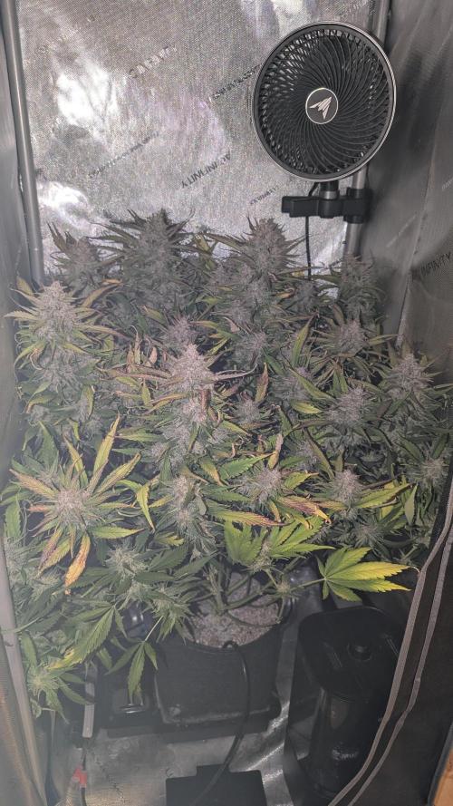 Papaya Cookies Auto. Week 11