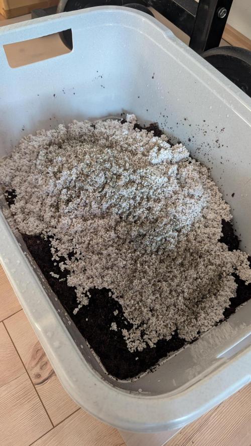 Slamberry*Orange Portal. Week 0 - aufgequelltes Coco mit Perliten. Etwa 11 Liter Coco, 5 Liter Perlite