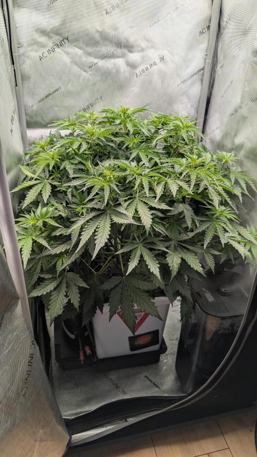 Slamberry*Orange Portal. Week 5 - 01.04. Tag 29