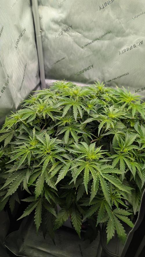 Slamberry*Orange Portal. Week 5 - 01.04. Tag 29