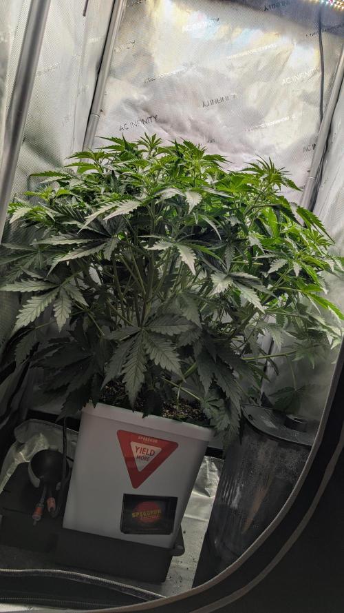 Slamberry*Orange Portal. Week 5 - 01.04. Tag 29