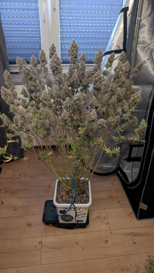 Slamberry*Orange Portal. Week 13