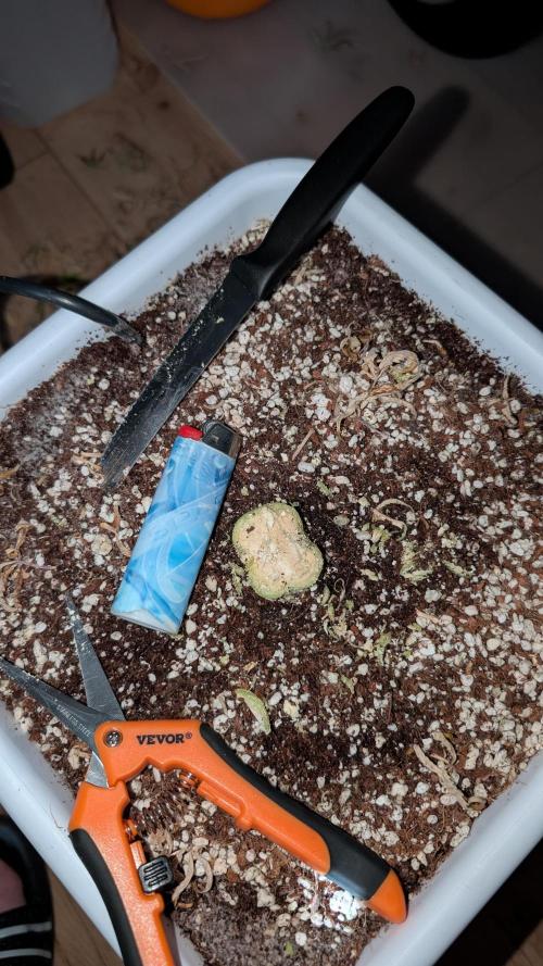 Slamberry*Orange Portal. Week 13