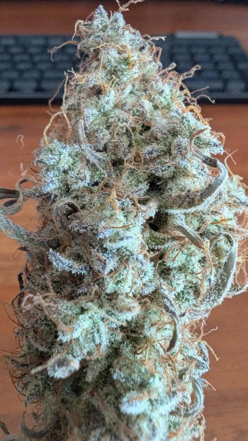Slamberry*Orange Portal. Week 13