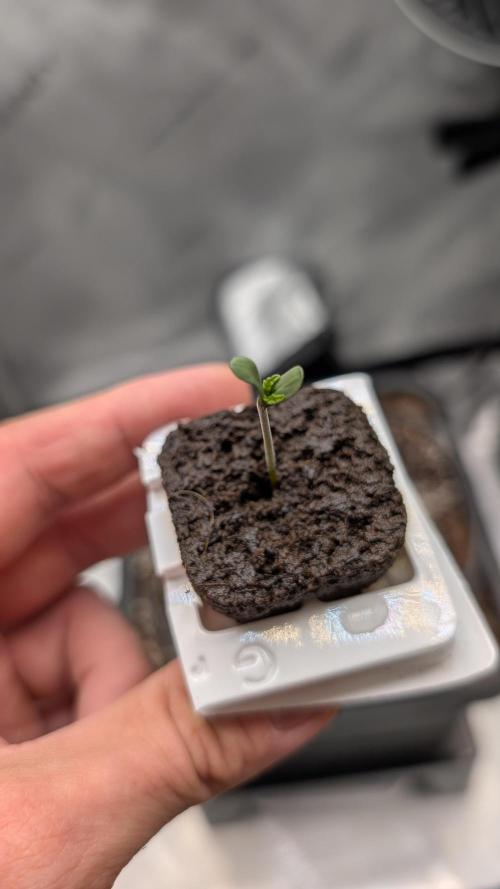 Sour Black Cherry Haze F2  by Speedrun. Week 1 - 21.07. Tag 1
