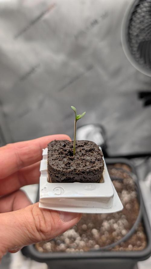 Sour Black Cherry Haze F2  by Speedrun. Week 1 - 21.07. Tag 1