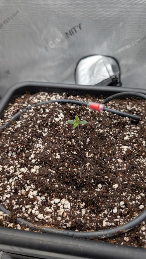 Sour Black Cherry Haze F2  by Speedrun. Week 1 - 22.07. Tag 2
