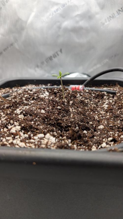 Sour Black Cherry Haze. Week 1