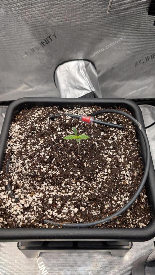 Sour Black Cherry Haze F2  by Speedrun. Week 1 - 23.07. Tag 3