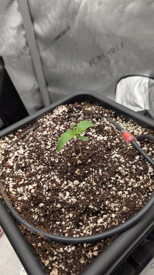 Sour Black Cherry Haze F2  by Speedrun. Week 1 - 25.07. Tag 5