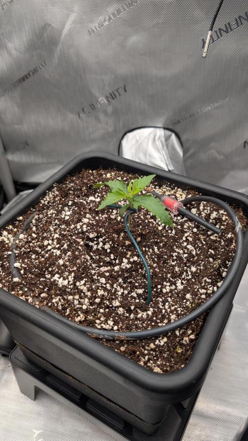 Sour Black Cherry Haze F2  by Speedrun. Week 1 - 27.07. Tag 7