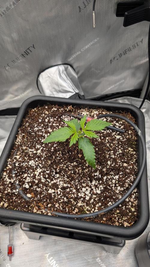 Sour Black Cherry Haze F2  by Speedrun. Week 2 - 28.07. Tag 8