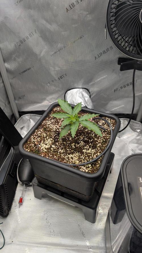Sour Black Cherry Haze F2  by Speedrun. Week 2 - 30.07. Tag 10