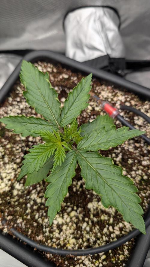 Sour Black Cherry Haze F2  by Speedrun. Week 2 - 30.07. Tag 10