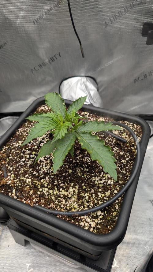 Sour Black Cherry Haze F2  by Speedrun. Week 2 - 31.07. Tag 11