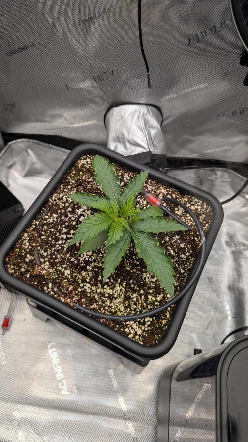 Sour Black Cherry Haze F2  by Speedrun. Week 2 - 31.07. Tag 11