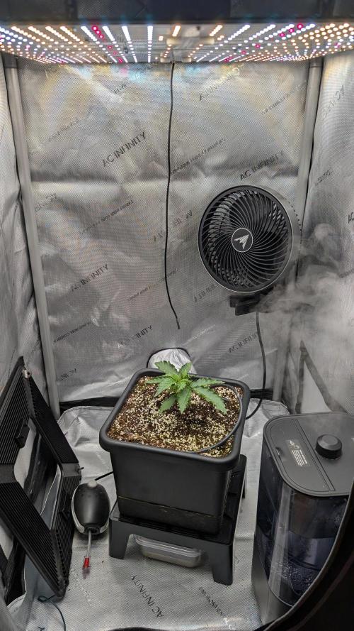 Sour Black Cherry Haze F2  by Speedrun. Week 2 - 31.07. Tag 11