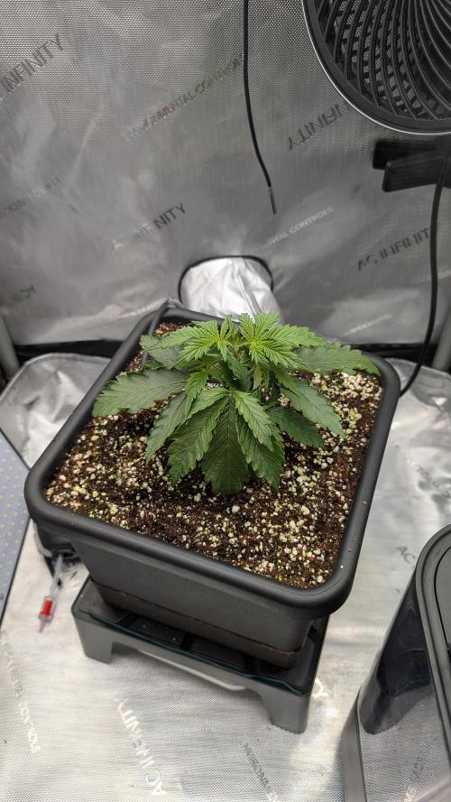 Sour Black Cherry Haze F2  by Speedrun. Week 2 - 02.08. Tag 13