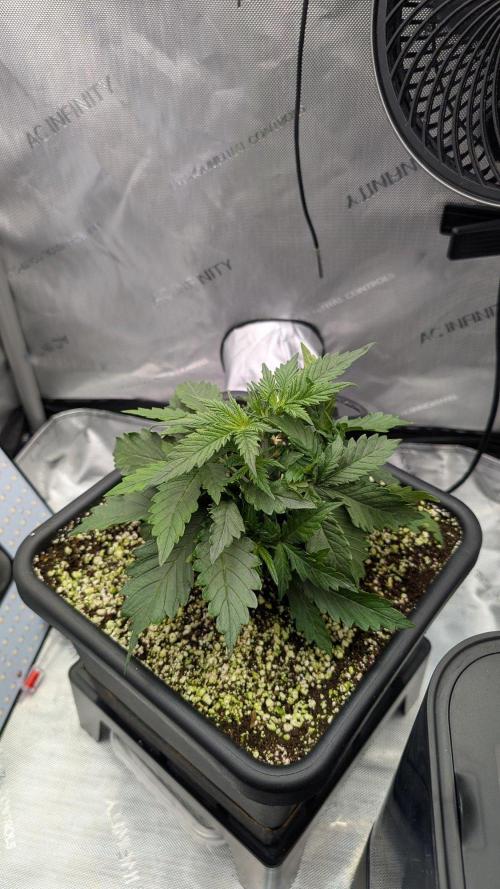 Sour Black Cherry Haze F2  by Speedrun. Week 3 - 04.08. Tag 15