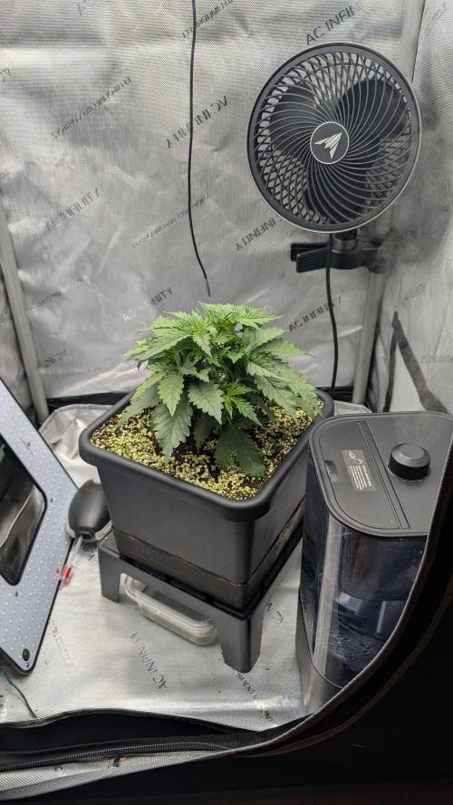 Sour Black Cherry Haze F2  by Speedrun. Week 3 - 05.08. Tag 16