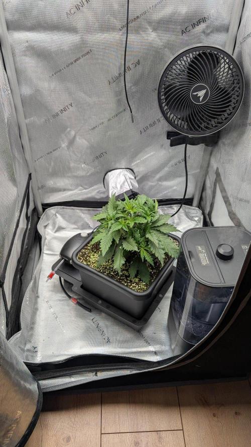 Sour Black Cherry Haze F2  by Speedrun. Week 3 - 06.08. Tag 17