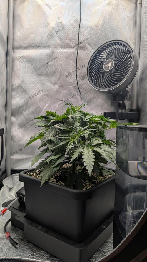 Sour Black Cherry Haze F2  by Speedrun. Week 3 - 09.08. Tag 20