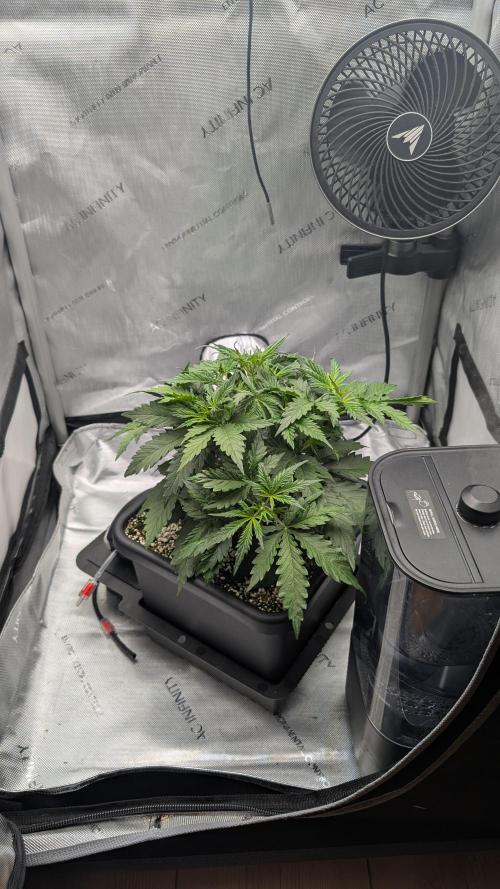Sour Black Cherry Haze. Week 3