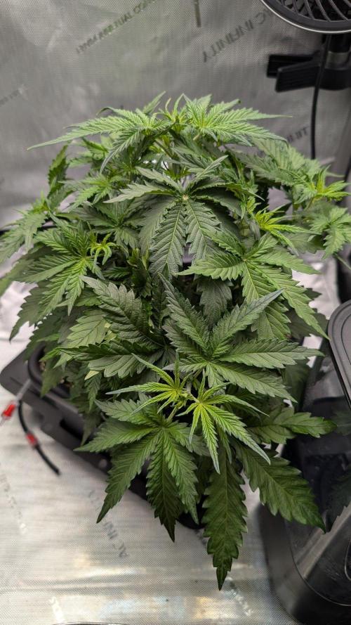 Sour Black Cherry Haze F2  by Speedrun. Week 4 - 11.08. Tag 22